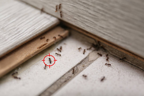 Best Bed Bug Extermination  in Bardstown, KY